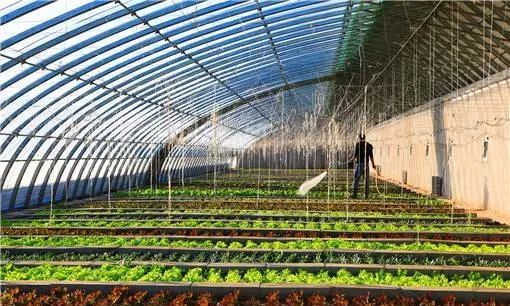 致富经大棚种植致富经2020_致富大棚种植模式有哪些_大棚种植致富模式