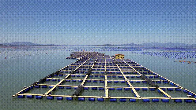 丰产又丰收！东山这条鱼跻身“黄金鱼”，共绘“鲳”盛景~