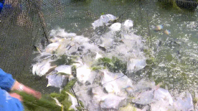致富养殖鲳鱼图片_鲳鱼养殖致富_鲳鱼养殖成本和利润