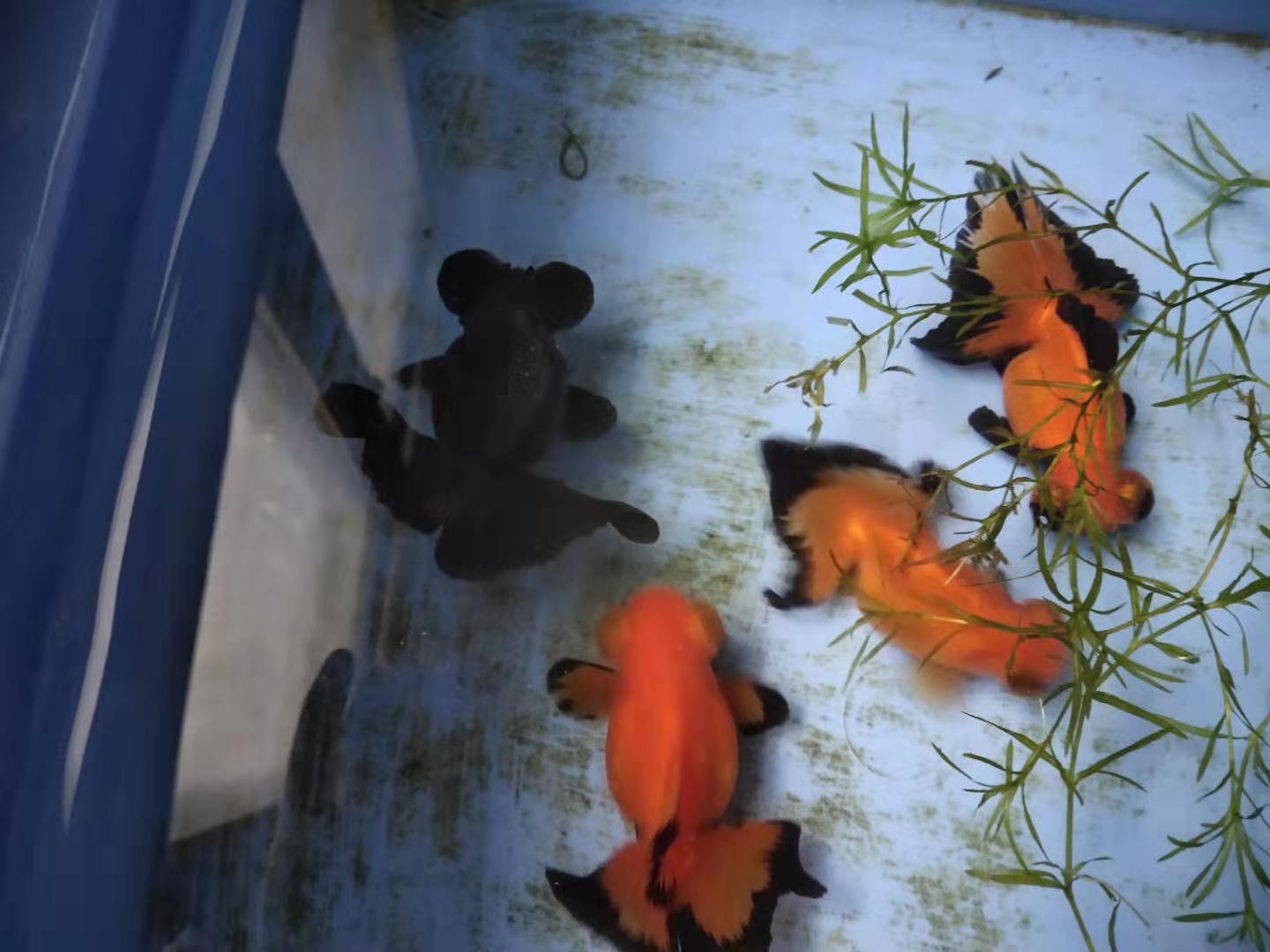 致富经观赏鱼养殖_金鱼 致富经_致富经养金鱼