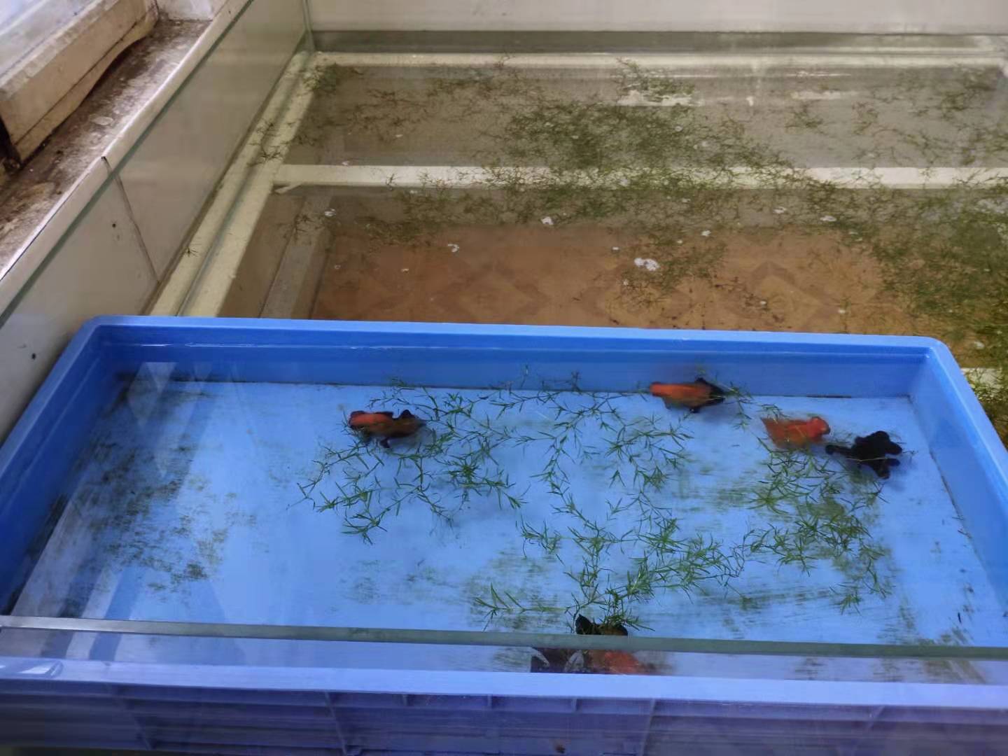 金鱼 致富经_致富经养金鱼_致富经观赏鱼养殖