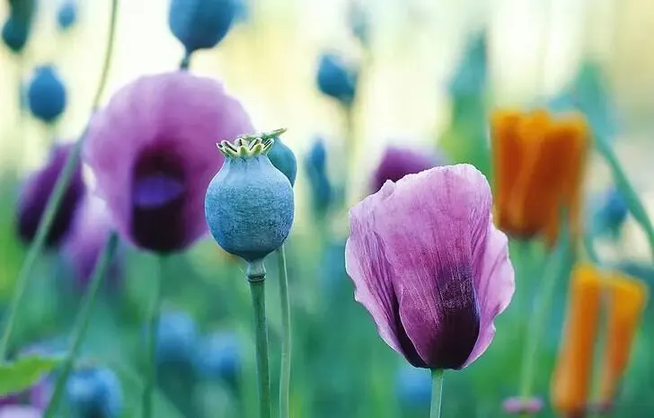 金雀花种植技术视频_种植金雀花致富_金雀花栽培技术