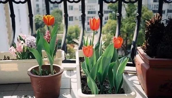 郁金香的种植方法和时间