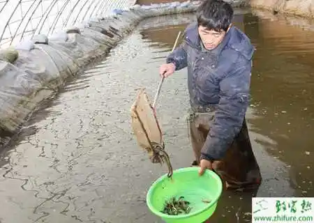 水泥池养泥鳅好吗？水泥池养泥鳅技术