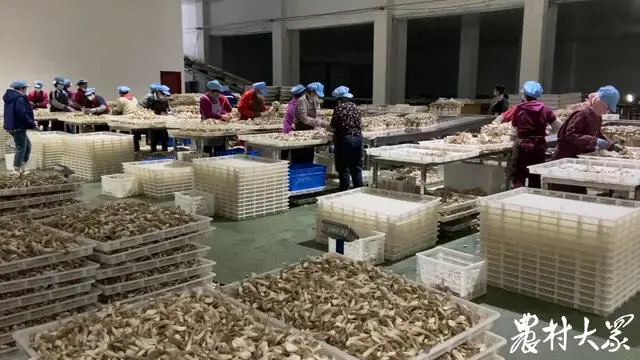 种植养殖致富妙方_致富养殖种植妙方视频_致富养殖种植妙方有哪些