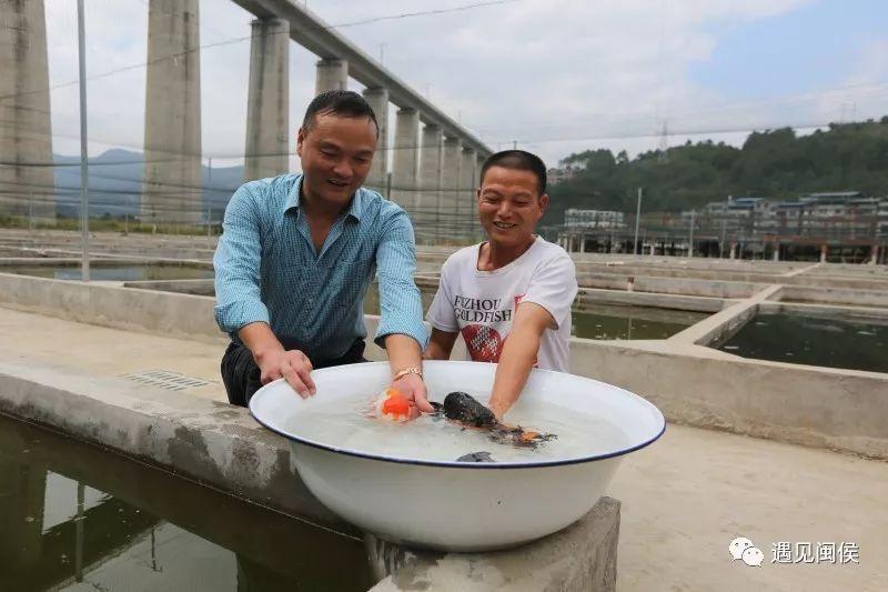 致富经养金鱼_金鱼 致富经_致富经金鱼养殖