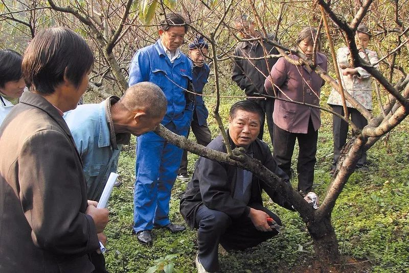 冬季桃树致富经_冬季桃树长什么样_冬季桃树管理技术视频