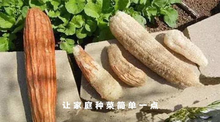 【种菜教授】丝瓜络，改善土壤透水透气性，让你的菜菜再也不烂根！