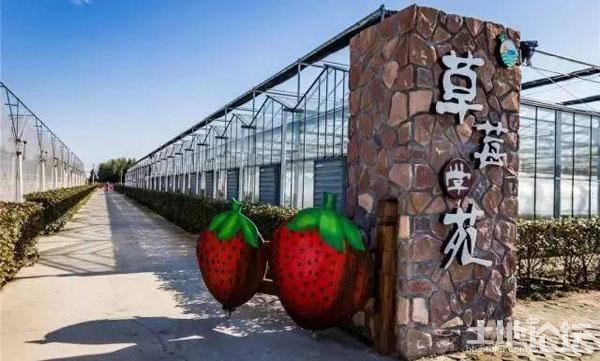 亲子农业之草莓采摘园，如何让1亩地年产值10万元