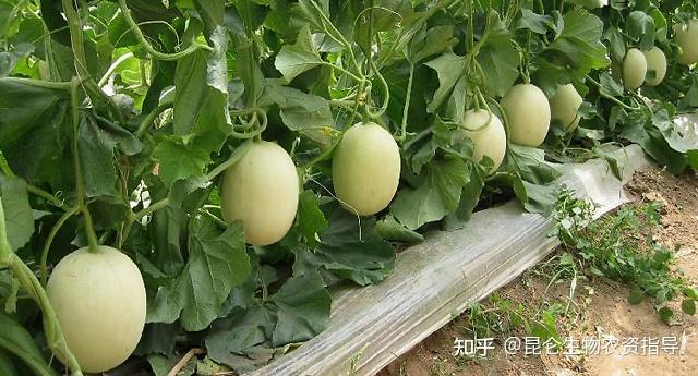 大棚甜瓜高产栽培技术_大棚甜瓜致富经_农广天地大棚甜瓜种植技术视频