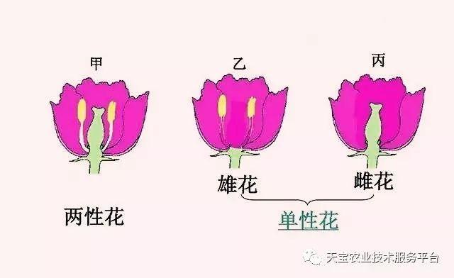 大棚甜瓜效益如何_致富大棚甜瓜图片_大棚甜瓜致富经