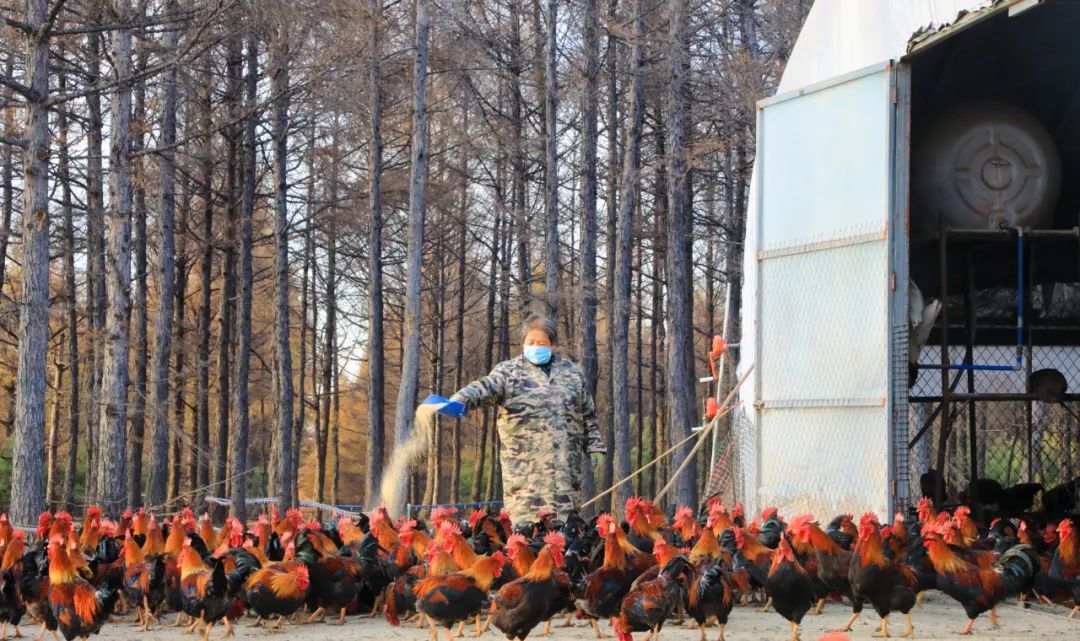 宁波养殖致富_宁波养殖基地_宁波养猪
