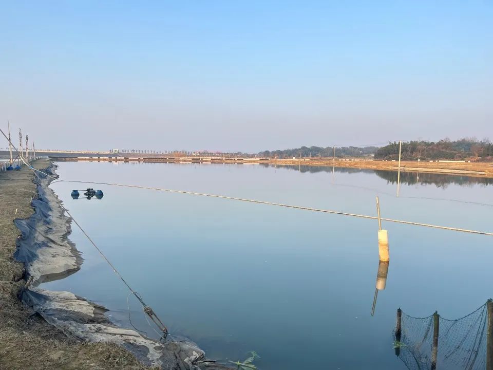 湖南汉寿名鳖甲天下，揭秘背后百亿生意