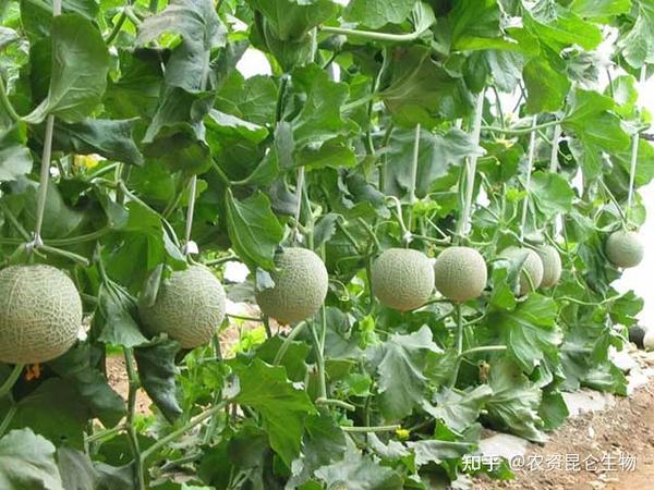甜瓜膨大素用哪个肥料？甜瓜保花保果能用膨大肥吗？甜瓜叶面肥用金泰靓