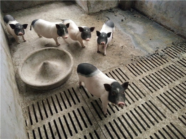 2巴马香猪养殖技术_养殖巴马香猪技术与管理_养殖巴马香猪技术要求