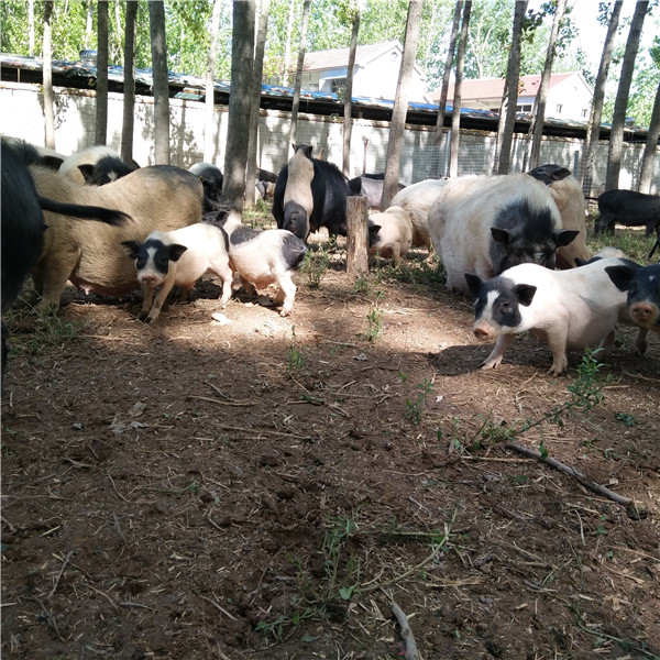 2巴马香猪养殖技术_养殖巴马香猪技术与管理_养殖巴马香猪技术要求