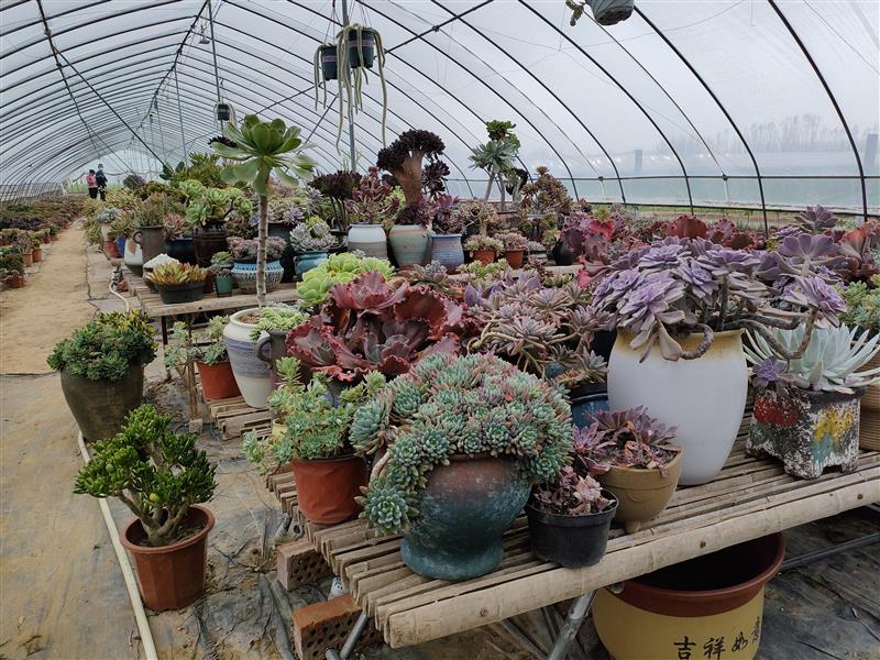 河南尉氏县永兴镇：多肉植物“云端”走 带动农民致富忙