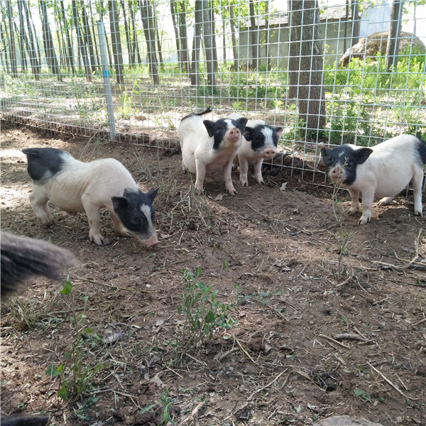 养殖巴马香猪技术视频_2巴马香猪养殖技术_养殖巴马香猪技术与管理