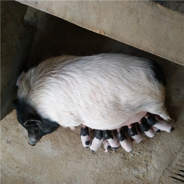 养殖巴马香猪技术视频_2巴马香猪养殖技术_养殖巴马香猪技术与管理