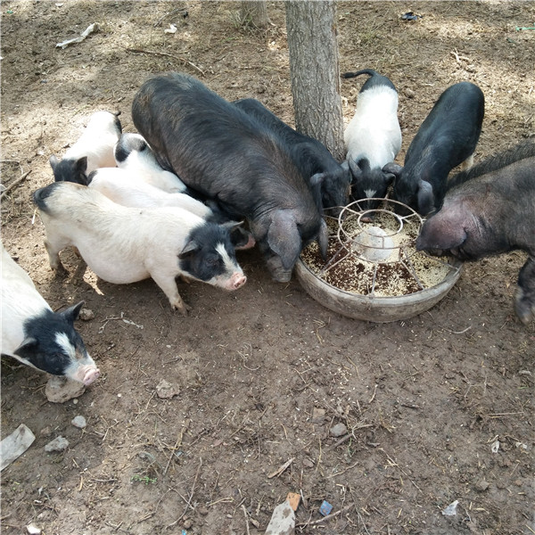养殖巴马香猪技术与管理_2巴马香猪养殖技术_养殖巴马香猪技术视频