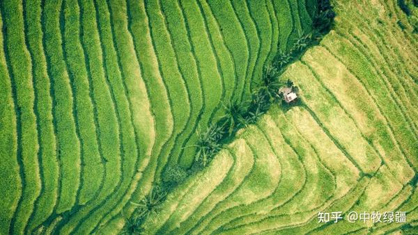 禾本科植物“草中巨星”——中牧绿疆牧草