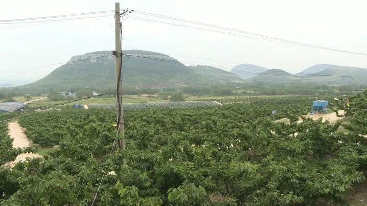 种植樱桃树_致富经种樱桃树_樱桃种植效益怎么样