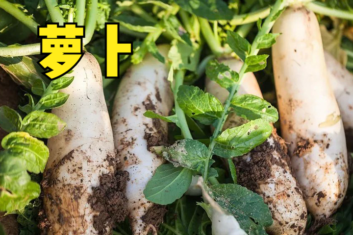 黄瓜春季露天种植技术与管理_春季露天黄瓜种植时间_春季露天黄瓜种植技术