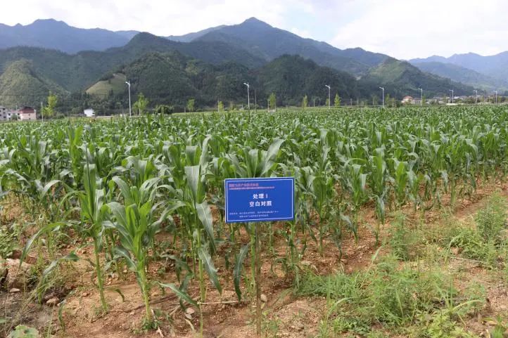 广东丘陵种植致富_年种植什么赚钱种植致富项_农村种植致富好项目