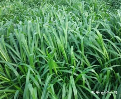 CC丅 7致富经皇竹草篇_致富经竹笋致富视频_致富经竹笋