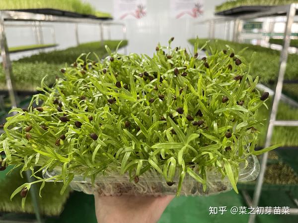 菜豆种植致富_致富种植菜豆芽视频_种植菜豆的过程