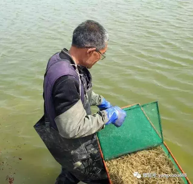 淡水青虾的养殖新技术_淡水青虾怎么养殖技术_青虾养殖水质要求