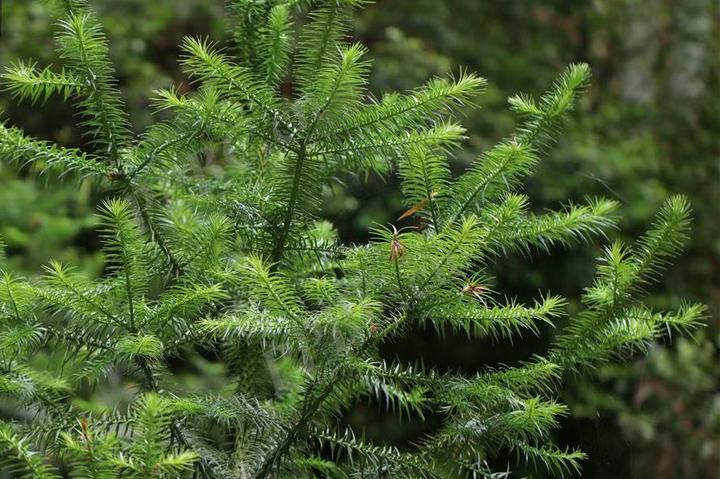 南方种植表_致富经南方种植名贵_南方地区种植什么