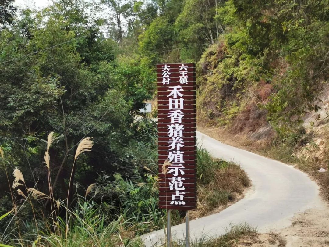养蛇+养香猪，六王镇这个村靠特色养殖走上致富道路！