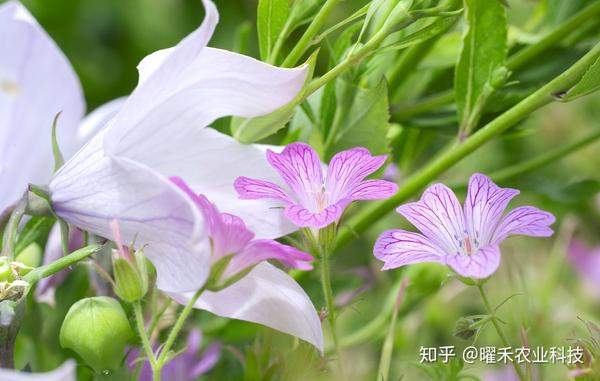 折耳根怎样种种植技术_种植折耳根视频_如何种植拆耳根