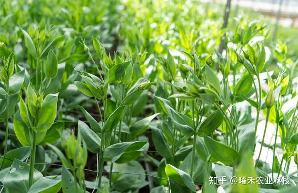种植折耳根视频_如何种植拆耳根_折耳根怎样种种植技术