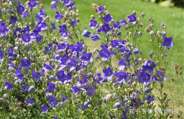 如何种植拆耳根_折耳根怎样种种植技术_种植折耳根视频