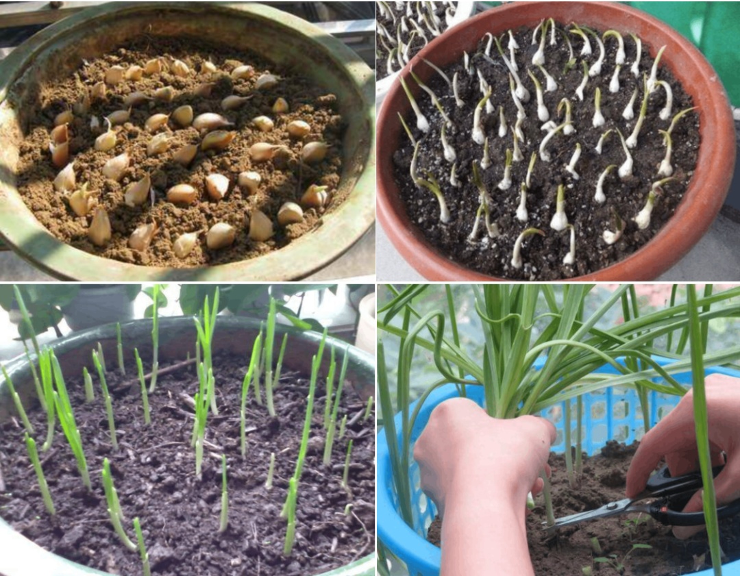 阳台豌豆种植技术要点_阳台豌豆苗的种植方法和时间_阳台豌豆种植技术