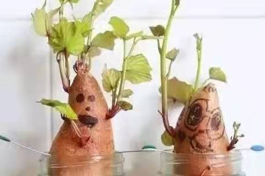 阳台豌豆苗的种植方法和时间_阳台豌豆种植技术要点_阳台豌豆种植技术