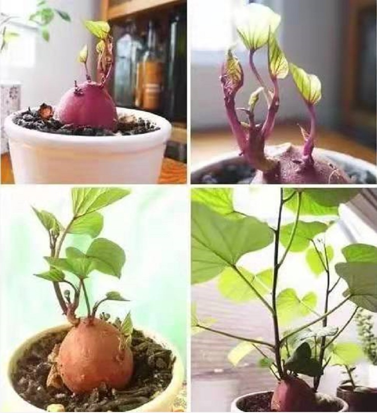 阳台豌豆种植技术_阳台豌豆种植技术要点_阳台豌豆苗的种植方法和时间