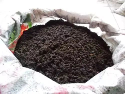 阳台豌豆苗的种植方法和时间_阳台豌豆种植技术_阳台豌豆种植技术要点