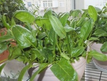阳台豌豆种植技术_阳台豌豆种植技术要点_阳台豌豆苗的种植方法和时间