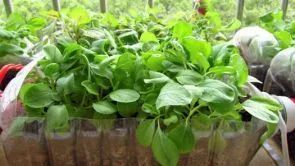 阳台豌豆种植技术要点_阳台豌豆种植技术_阳台豌豆苗的种植方法和时间