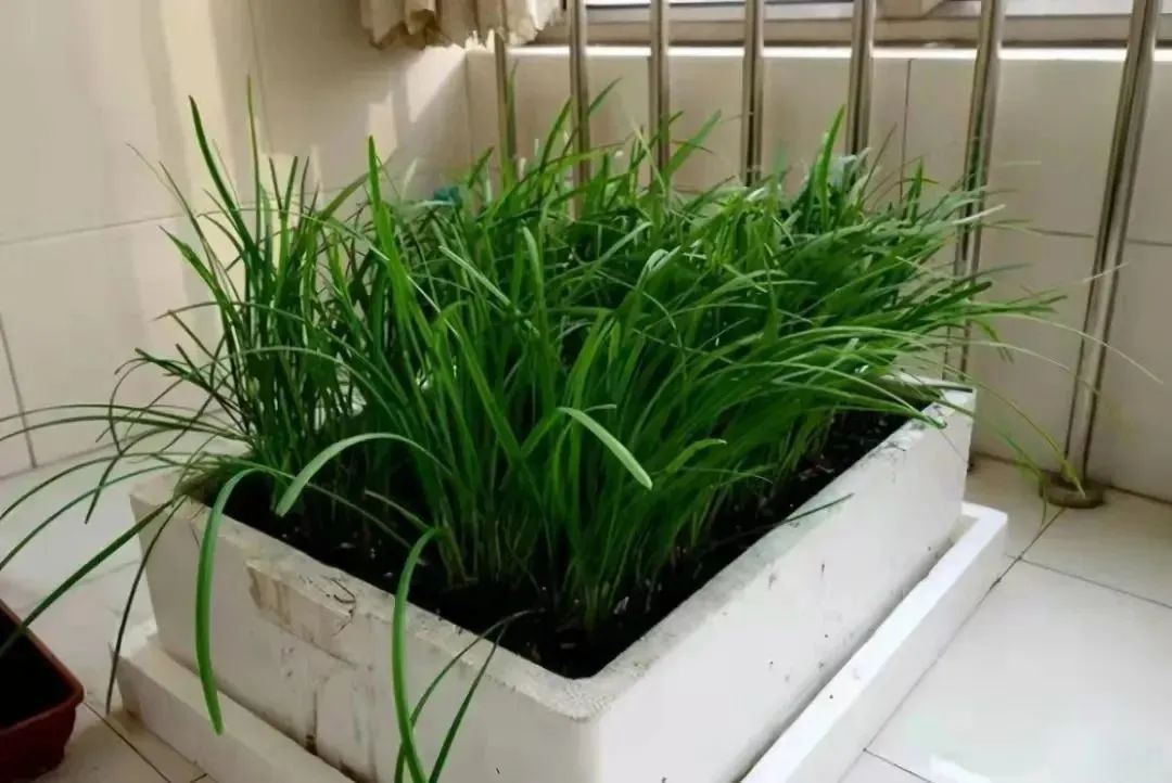 阳台豌豆苗的种植方法和时间_阳台豌豆种植技术要点_阳台豌豆种植技术