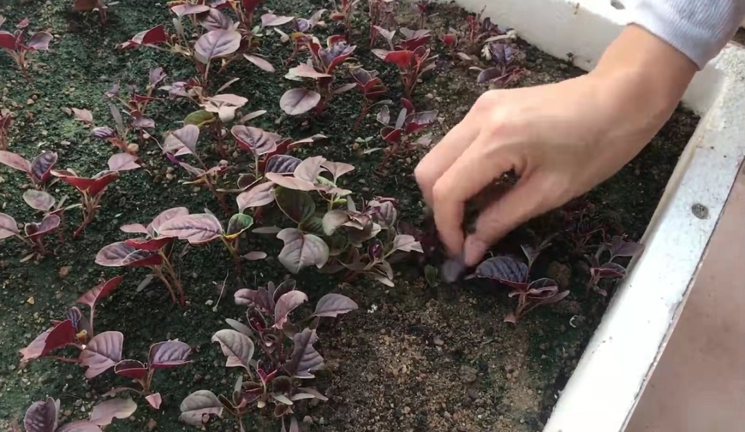 阳台豌豆种植技术_阳台豌豆种植技术要点_阳台豌豆苗的种植方法和时间