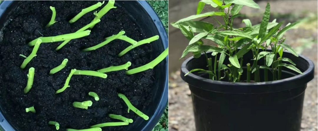 阳台豌豆苗的种植方法和时间_阳台豌豆种植技术要点_阳台豌豆种植技术