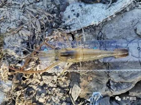 淡水青虾怎么养殖技术_青虾养殖水质要求_淡水青虾的养殖新技术