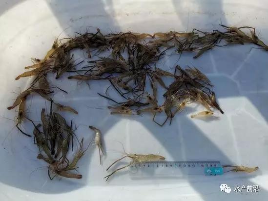 淡水青虾的养殖新技术_青虾养殖水质要求_淡水青虾怎么养殖技术