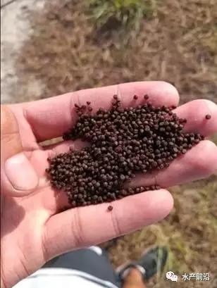青虾养殖水质要求_淡水青虾的养殖新技术_淡水青虾怎么养殖技术