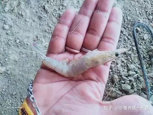 养虾大棚国家有补贴政策吗_山东大棚虾养殖技术_大棚养虾技术视频