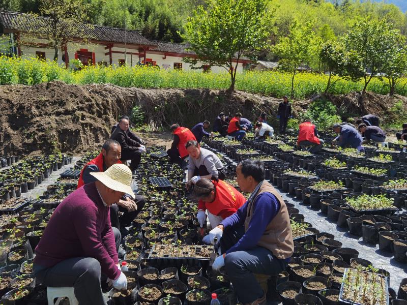 养土鸡简易鸡棚搭建图_土鸡养殖棚舍建造_土鸡温棚养殖技术
